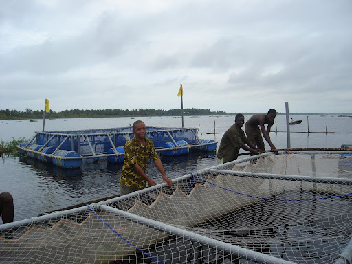 A TYPICAL BUDGET FOR A FLOATING FISH FARM OF 5,000 TILAPIA FISH