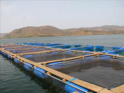 Cage fish farming in Ghana - Fish Consulting Group